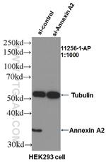 Annexin A2 Antibody in Western Blot (WB)