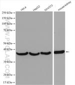 Annexin A2 Antibody in Western Blot (WB)