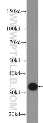 Annexin A2 Antibody in Western Blot (WB)