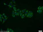 ERK1/2 Antibody in Immunocytochemistry (ICC/IF)