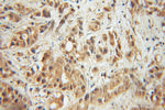 ERK1/2 Antibody in Immunohistochemistry (Paraffin) (IHC (P))