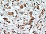 ERK1/2 Antibody in Immunohistochemistry (Paraffin) (IHC (P))