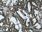 ERK1/2 Antibody in Immunohistochemistry (Paraffin) (IHC (P))