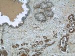 ERK1/2 Antibody in Immunohistochemistry (Paraffin) (IHC (P))