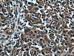 ERK1/2 Antibody in Immunohistochemistry (Paraffin) (IHC (P))