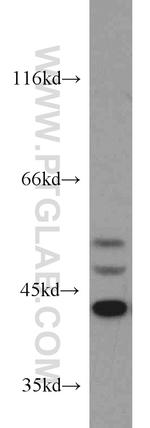 ERK1/2 Antibody in Western Blot (WB)