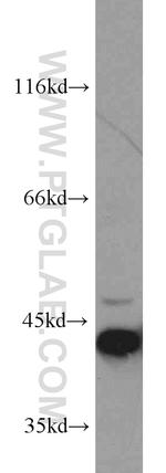 ERK1/2 Antibody in Western Blot (WB)