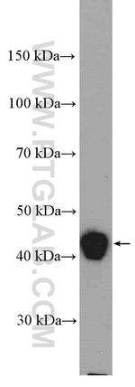 ERK1/2 Antibody in Western Blot (WB)