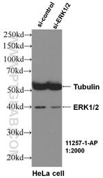 ERK1/2 Antibody in Western Blot (WB)