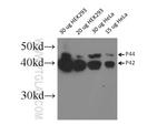 ERK1/2 Antibody in Western Blot (WB)