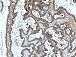 FMN2 Antibody in Immunohistochemistry (Paraffin) (IHC (P))