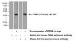 FMN2 Antibody in Western Blot (WB)