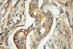 ERO1LB Antibody in Immunohistochemistry (Paraffin) (IHC (P))