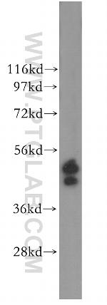 ERO1LB Antibody in Western Blot (WB)