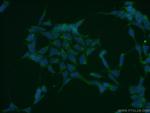 ATG3 Antibody in Immunocytochemistry (ICC/IF)