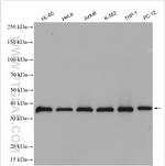 ATG3 Antibody in Western Blot (WB)