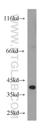 ATG3 Antibody in Western Blot (WB)