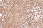 OCT4 Antibody in Immunohistochemistry (Paraffin) (IHC (P))