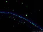 OCT4 Antibody in Immunohistochemistry (PFA fixed) (IHC (PFA))