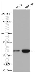 OCT4 Antibody in Western Blot (WB)