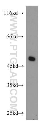 OCT4 Antibody in Western Blot (WB)