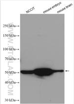 OCT4 Antibody in Western Blot (WB)