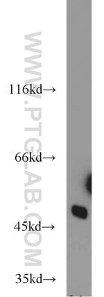 OCT4 Antibody in Western Blot (WB)