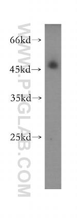 OCT4 Antibody in Western Blot (WB)