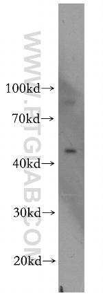 OCT4 Antibody in Western Blot (WB)