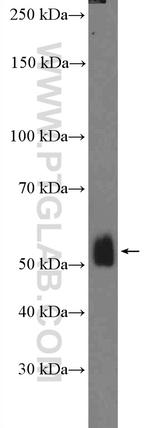 OCT4 Antibody in Western Blot (WB)