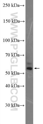 OCT4 Antibody in Western Blot (WB)