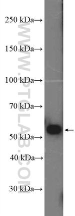 OCT4 Antibody in Western Blot (WB)