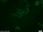 ATG12 Antibody in Immunocytochemistry (ICC/IF)