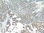 ATG12 Antibody in Immunohistochemistry (Paraffin) (IHC (P))