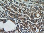 ATG12 Antibody in Immunohistochemistry (Paraffin) (IHC (P))