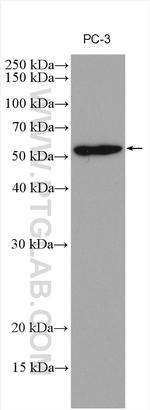 ATG12 Antibody in Western Blot (WB)