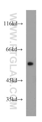 ATG12 Antibody in Western Blot (WB)