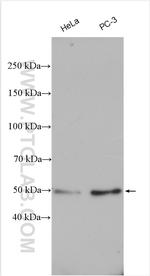 ATG12 Antibody in Western Blot (WB)