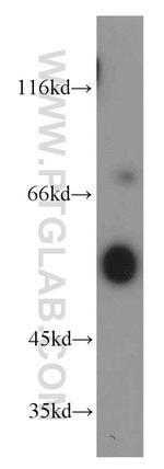 ATG12 Antibody in Western Blot (WB)