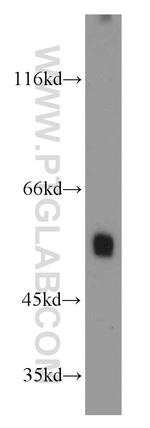 ATG12 Antibody in Western Blot (WB)