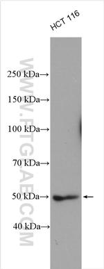 ATG12 Antibody in Western Blot (WB)