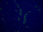 CD31 Antibody in Immunohistochemistry (PFA fixed) (IHC (PFA))