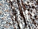 CD31 Antibody in Immunohistochemistry (Paraffin) (IHC (P))