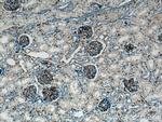 CD31 Antibody in Immunohistochemistry (Paraffin) (IHC (P))