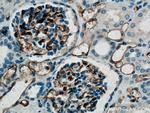 CD31 Antibody in Immunohistochemistry (Paraffin) (IHC (P))