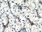 CD31 Antibody in Immunohistochemistry (Paraffin) (IHC (P))