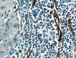 CD31 Antibody in Immunohistochemistry (Paraffin) (IHC (P))