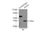 HAX1 Antibody in Immunoprecipitation (IP)