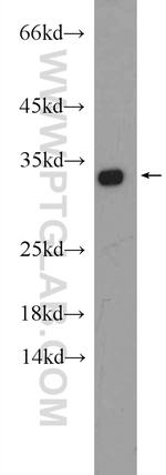 HAX1 Antibody in Western Blot (WB)