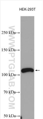 XRN2 Antibody in Western Blot (WB)